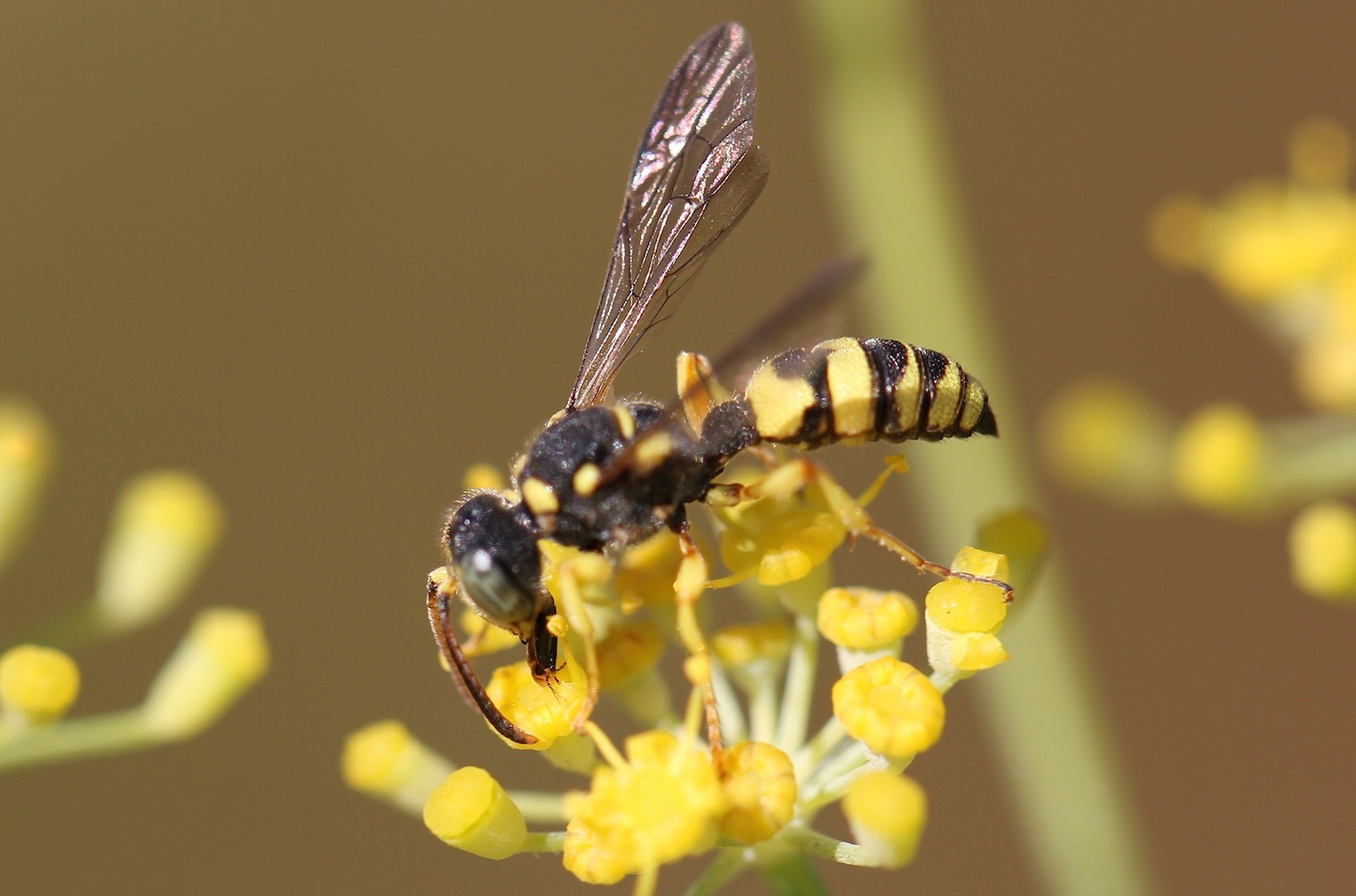 Cerceris sabulosa maschio